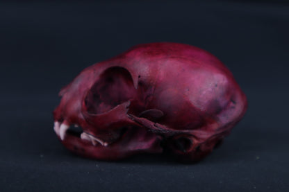 Naturally Stained Kitten Skull