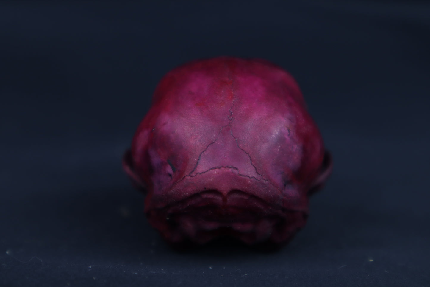 Naturally Stained Kitten Skull