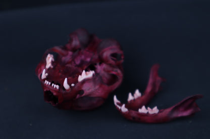 Naturally Stained Kitten Skull