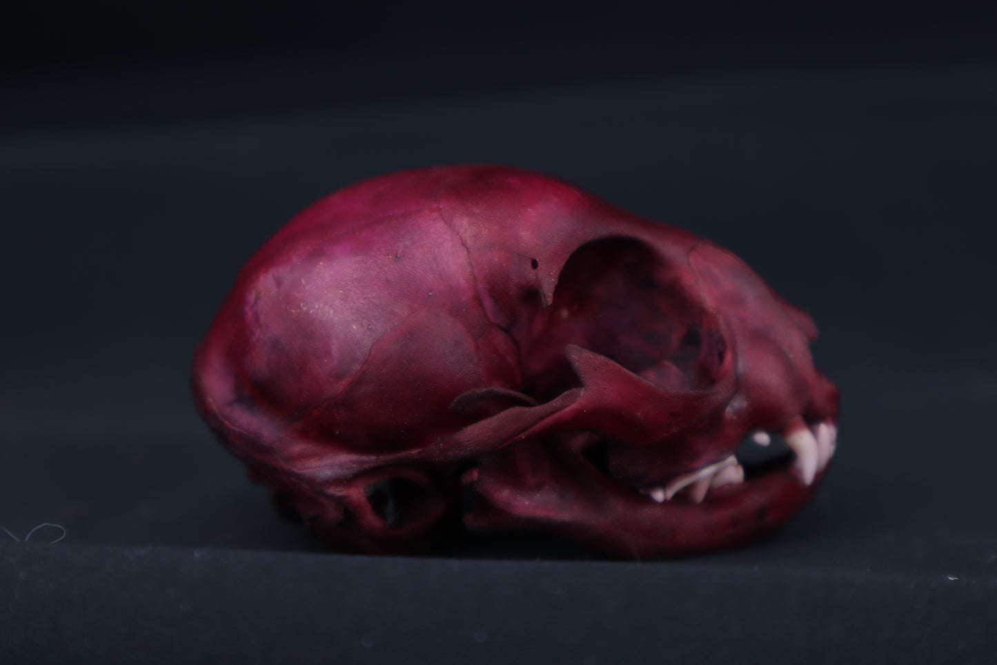Naturally Stained Kitten Skull