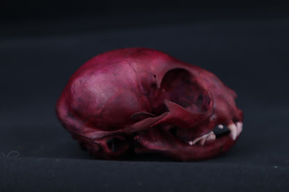 Naturally Stained Kitten Skull