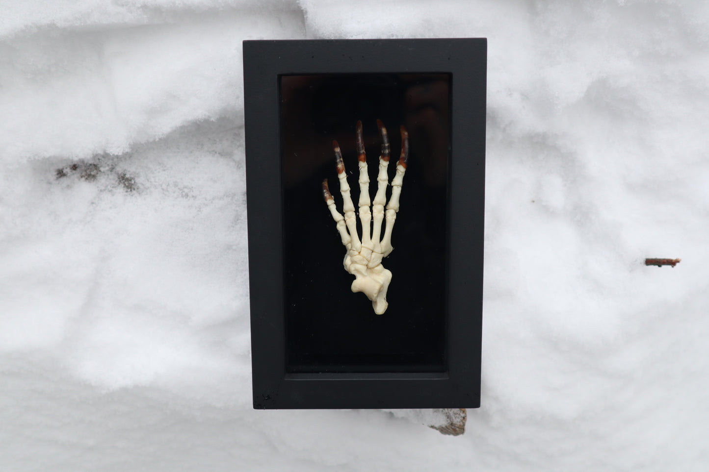 Porcupine Paw Articulation