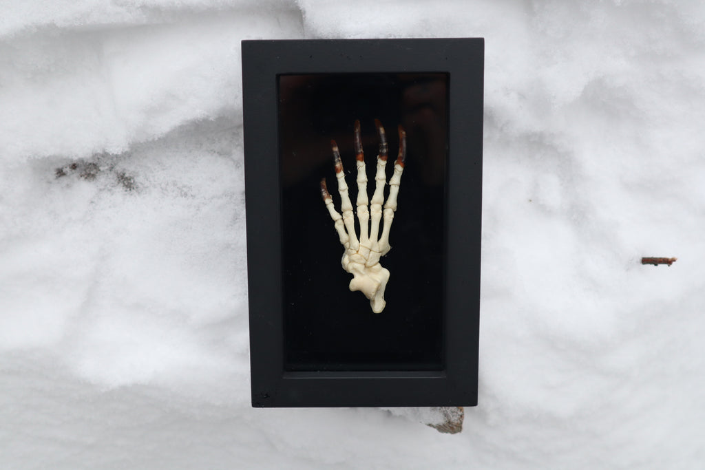 Porcupine Paw Articulation