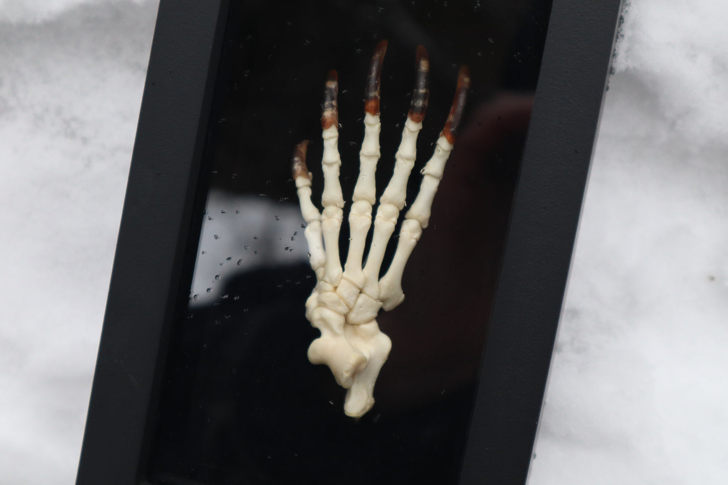 Porcupine Paw Articulation