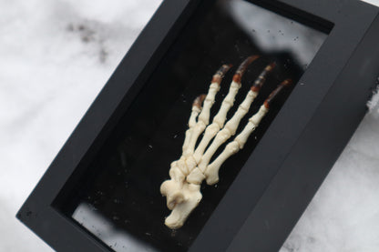 Porcupine Paw Articulation