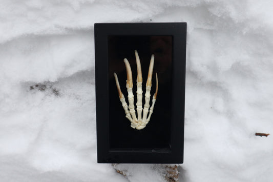 Badger Paw Articulation