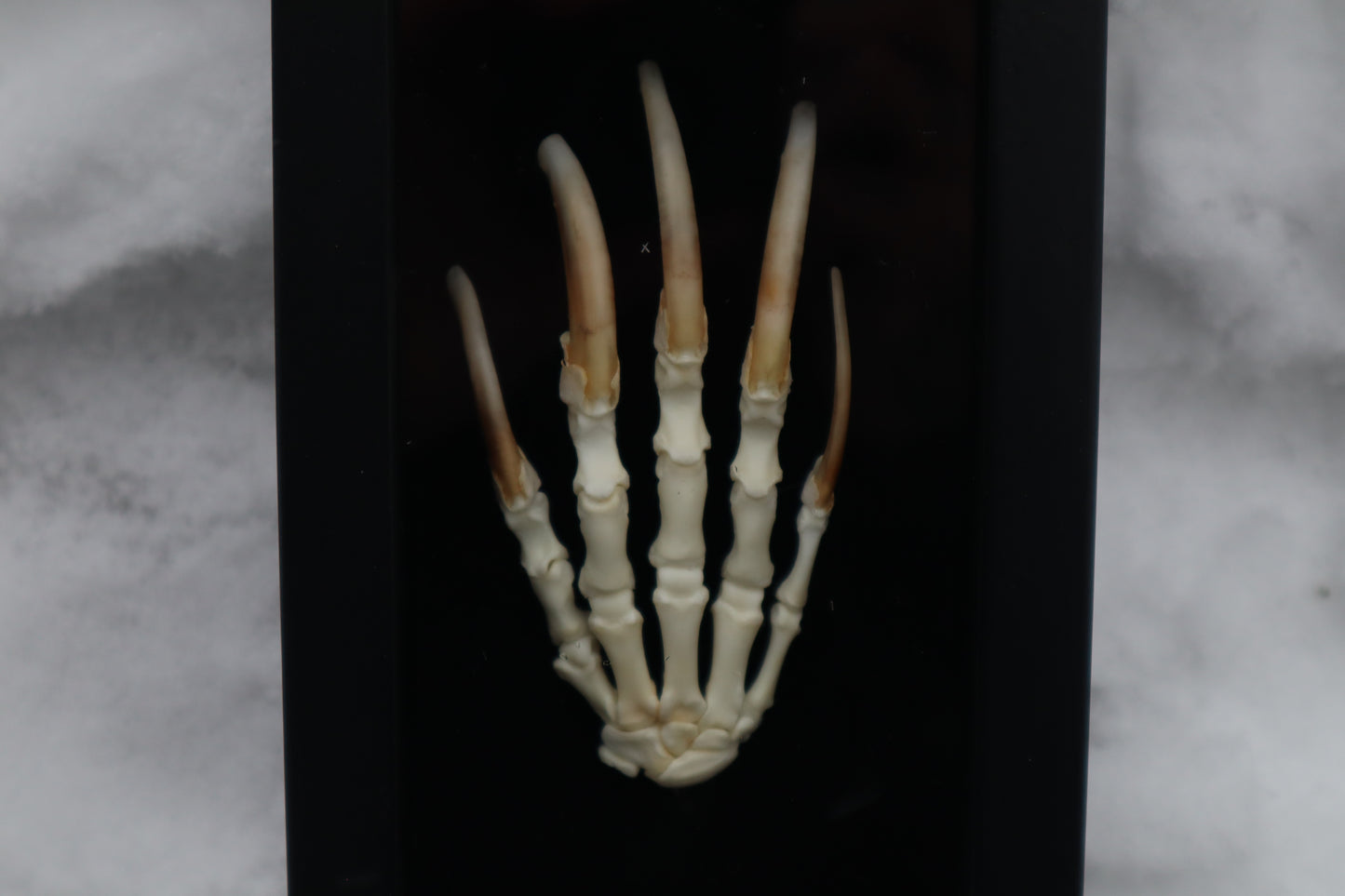 Badger Paw Articulation
