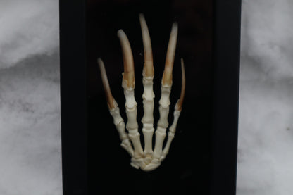 Badger Paw Articulation