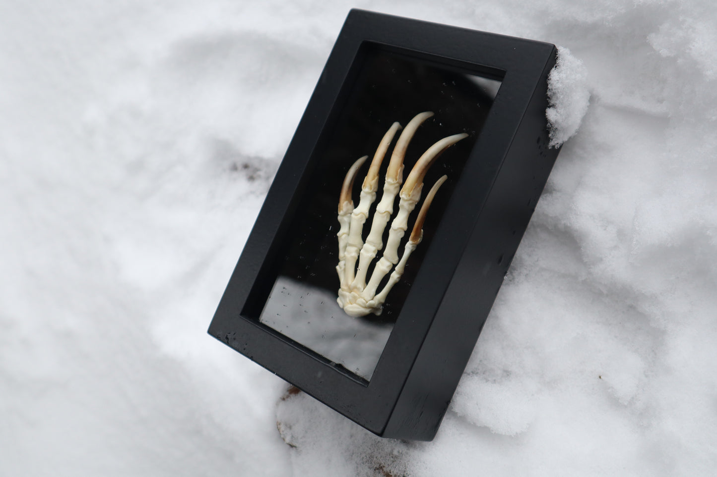 Badger Paw Articulation