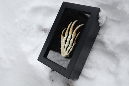 Badger Paw Articulation
