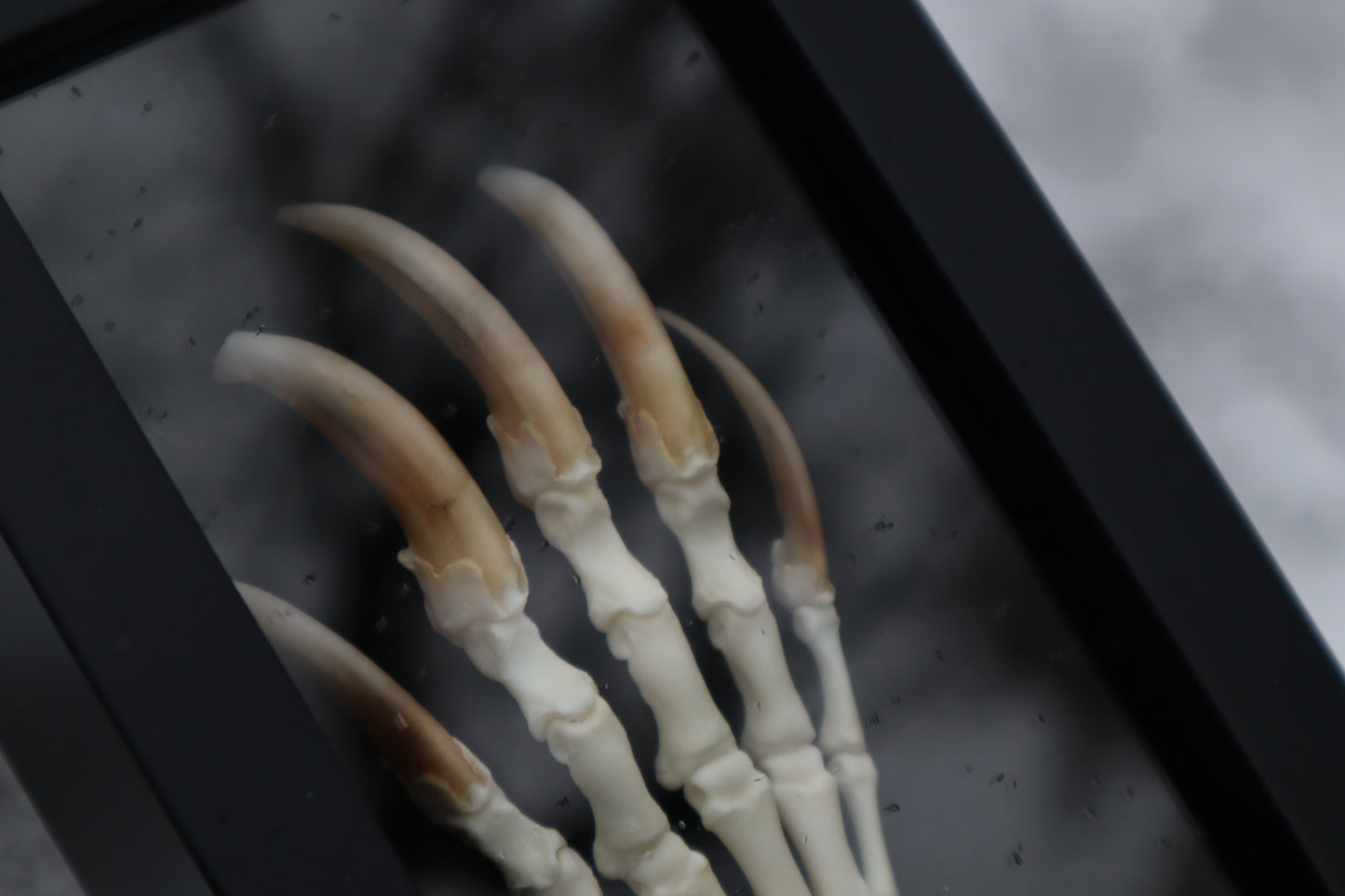 Badger Paw Articulation