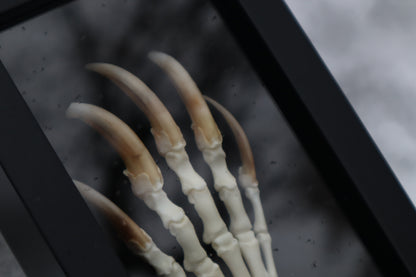 Badger Paw Articulation