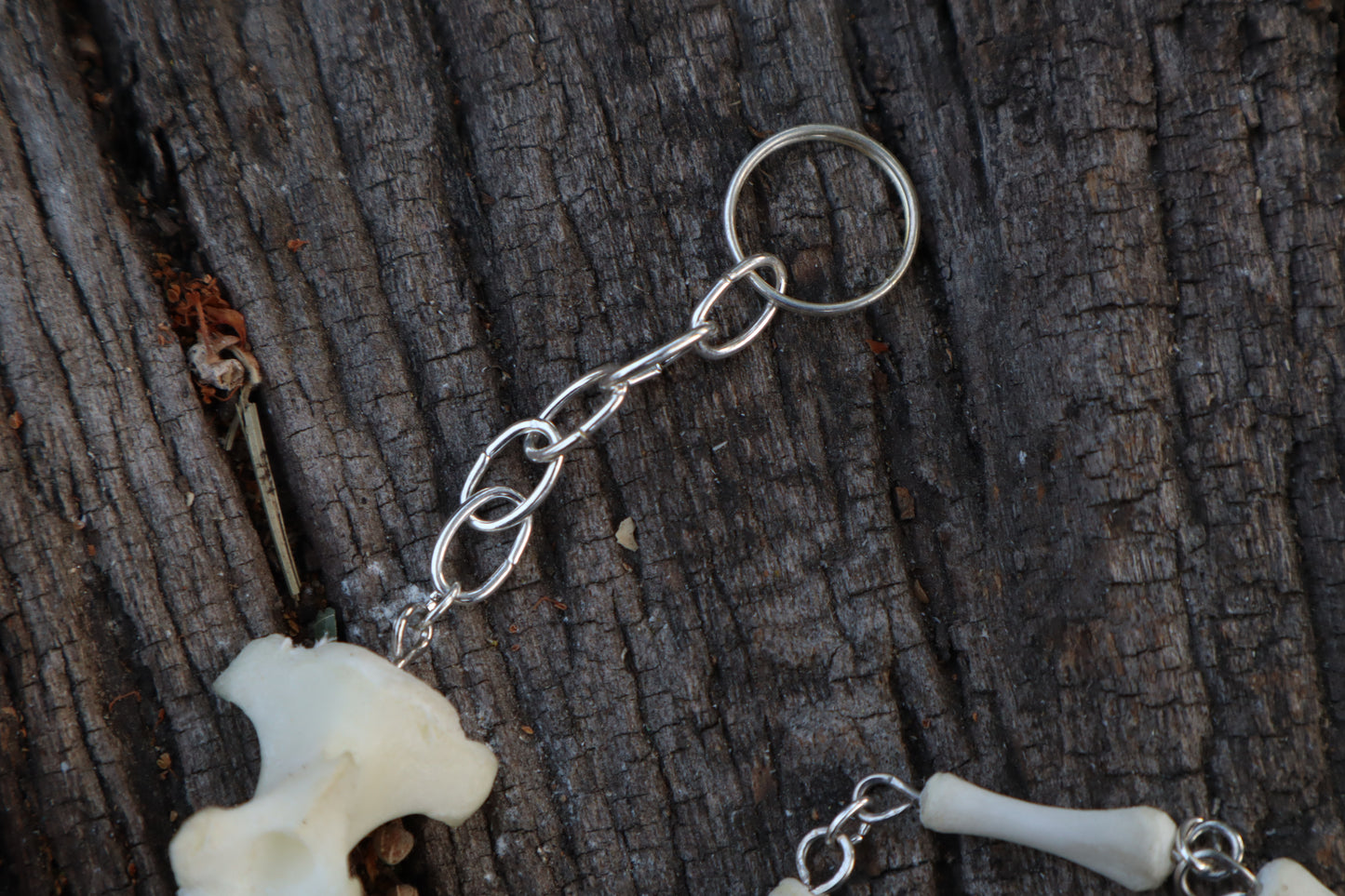 Whitetail Deer Tail - Fluid Articulation