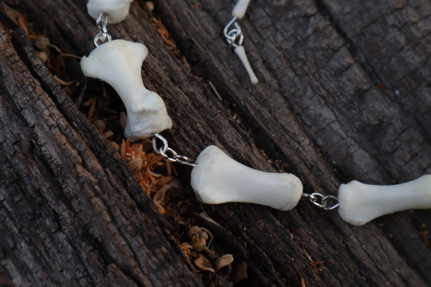 Whitetail Deer Tail - Fluid Articulation