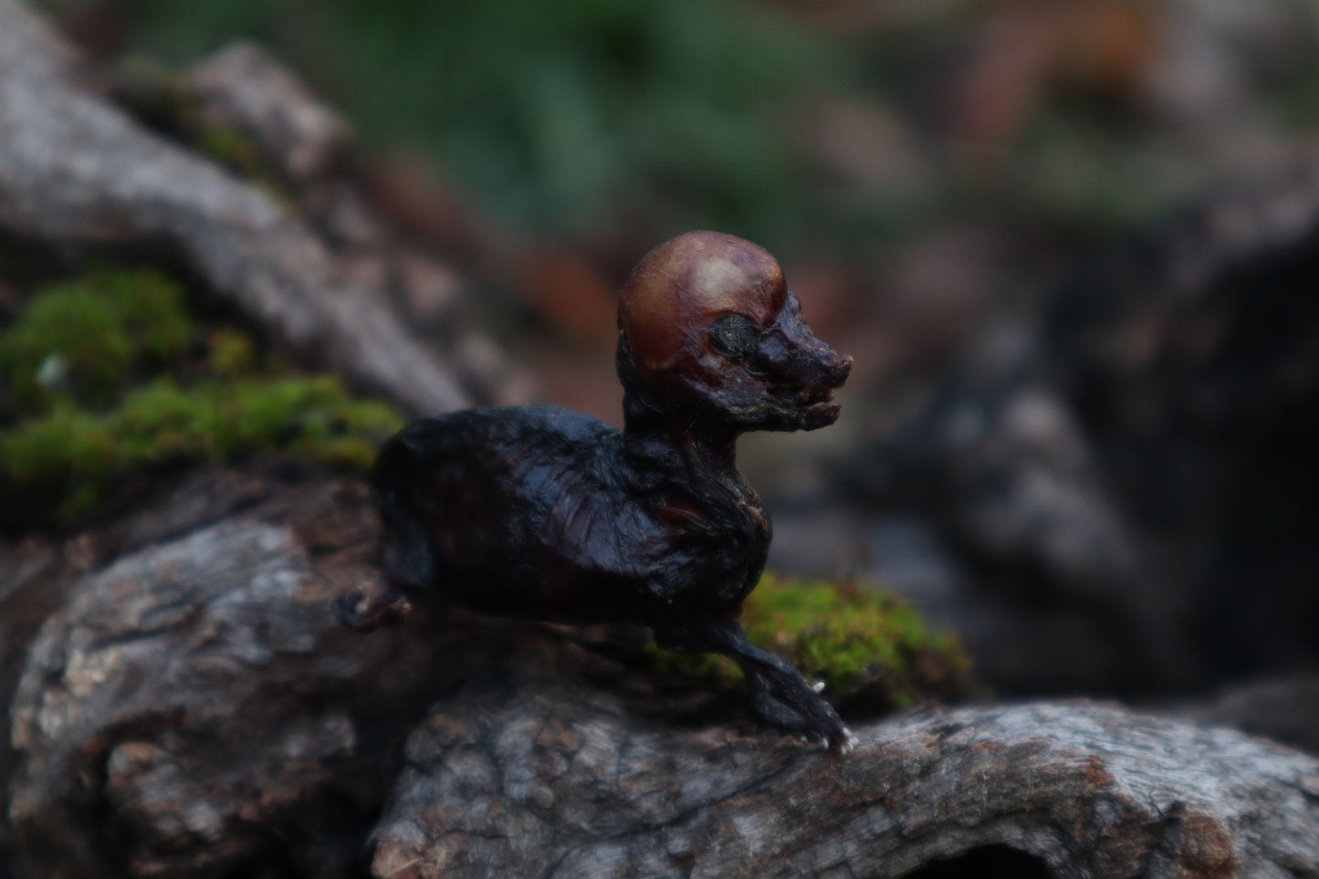 Dry Preserved Fetal Coyote Pup