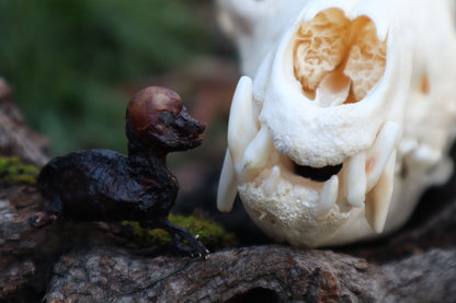 Dry Preserved Fetal Coyote Pup