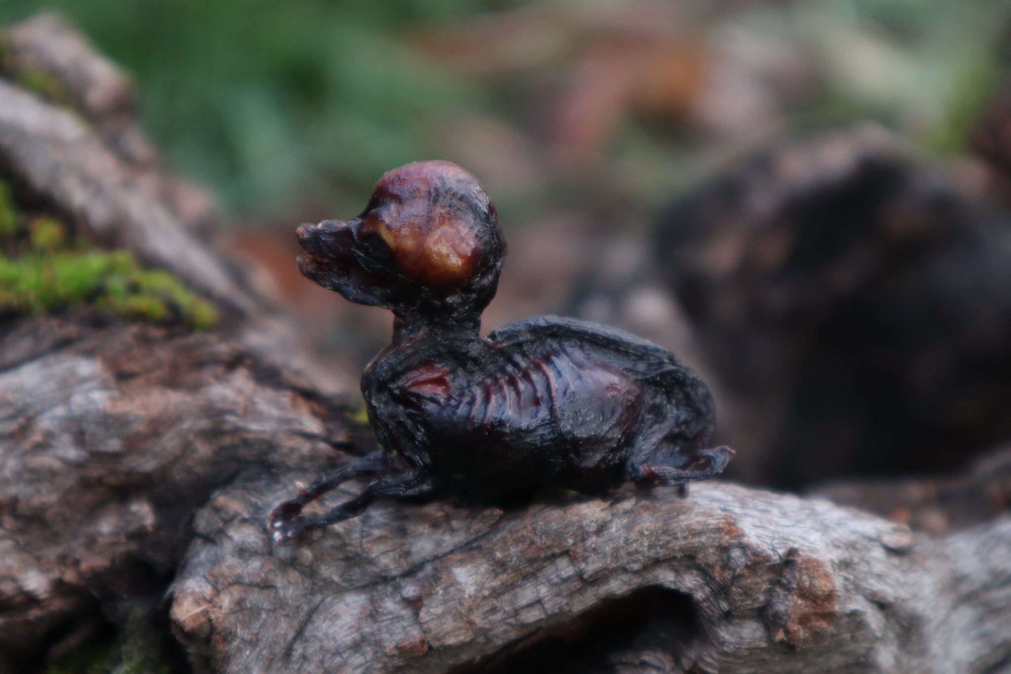 Dry Preserved Fetal Coyote Pup