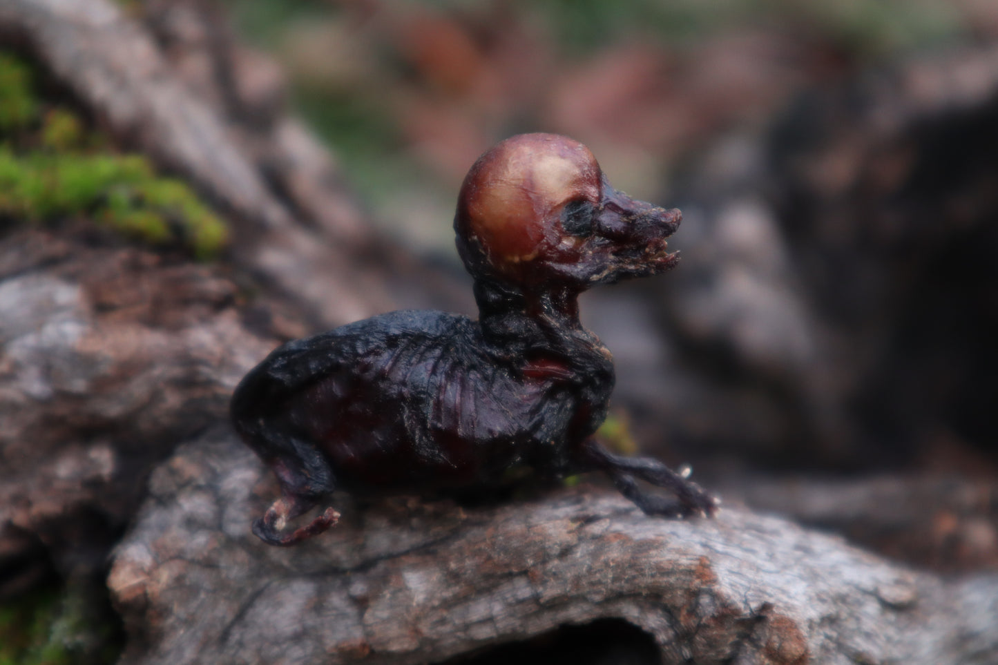Dry Preserved Fetal Coyote Pup