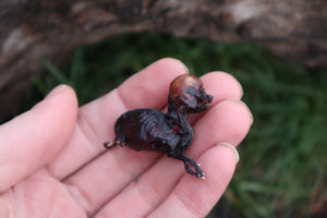 Dry Preserved Fetal Coyote Pup