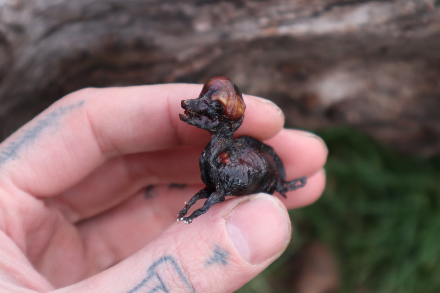 Dry Preserved Fetal Coyote Pup
