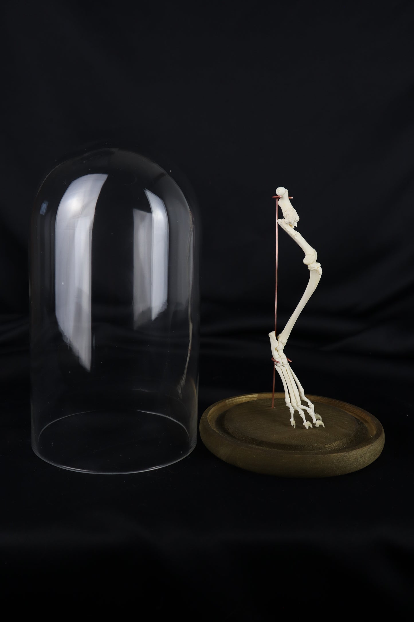Pathological Domestic Kitten Leg Articulation