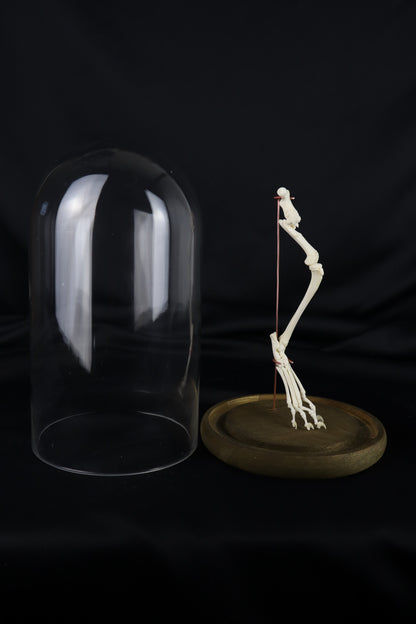 Pathological Domestic Kitten Leg Articulation
