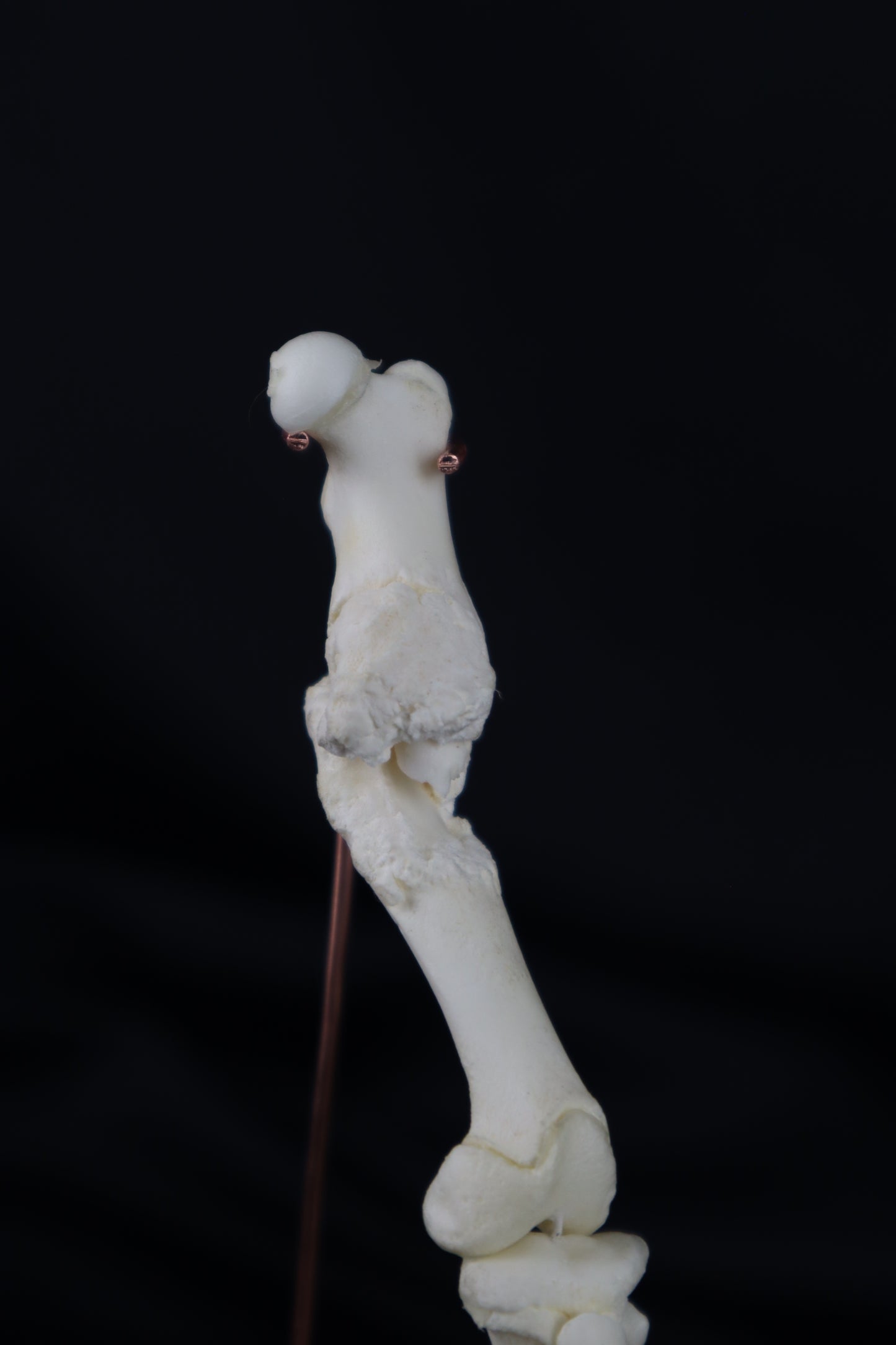 Pathological Domestic Kitten Leg Articulation