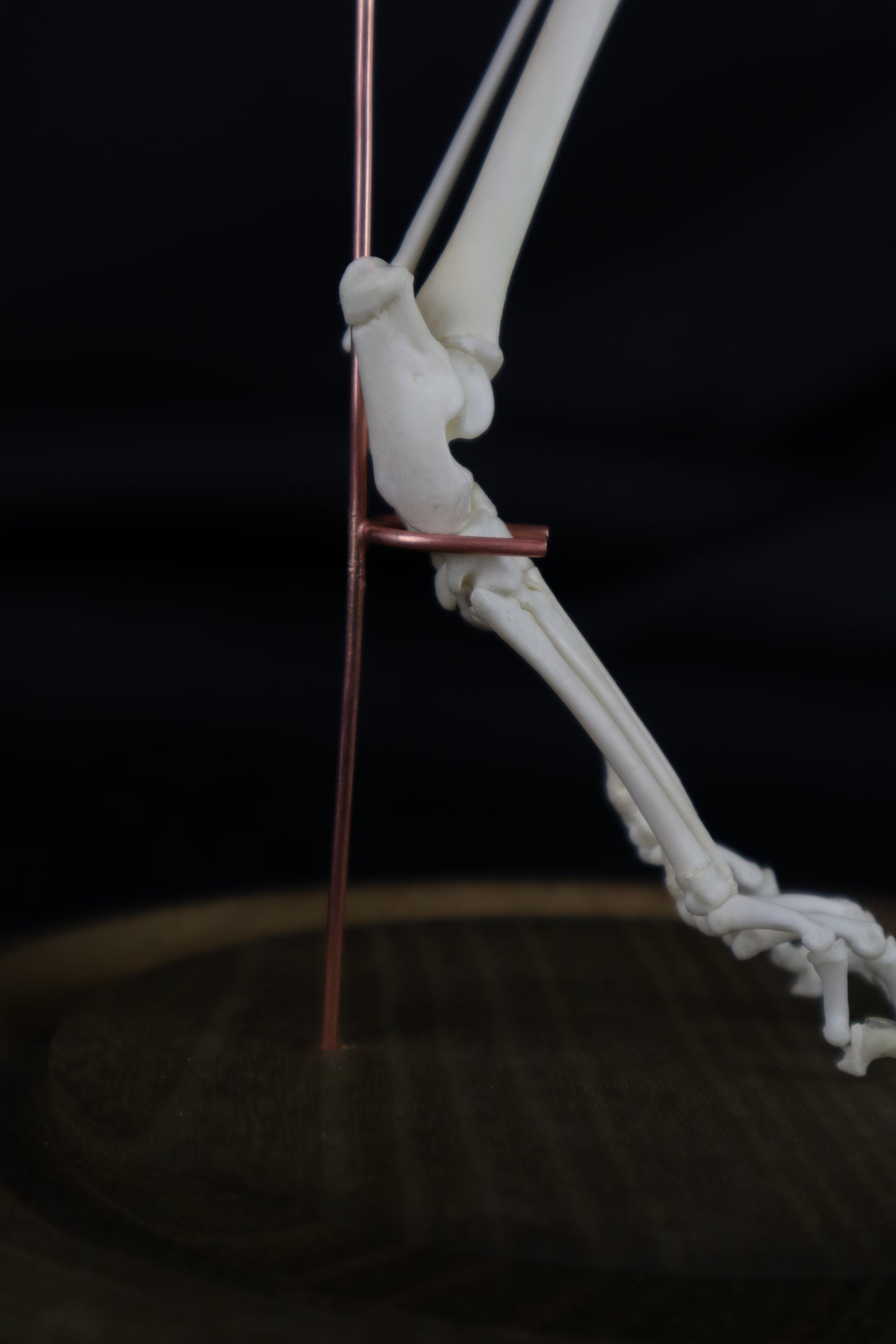 Pathological Domestic Kitten Leg Articulation