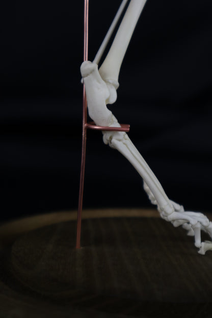 Pathological Domestic Kitten Leg Articulation