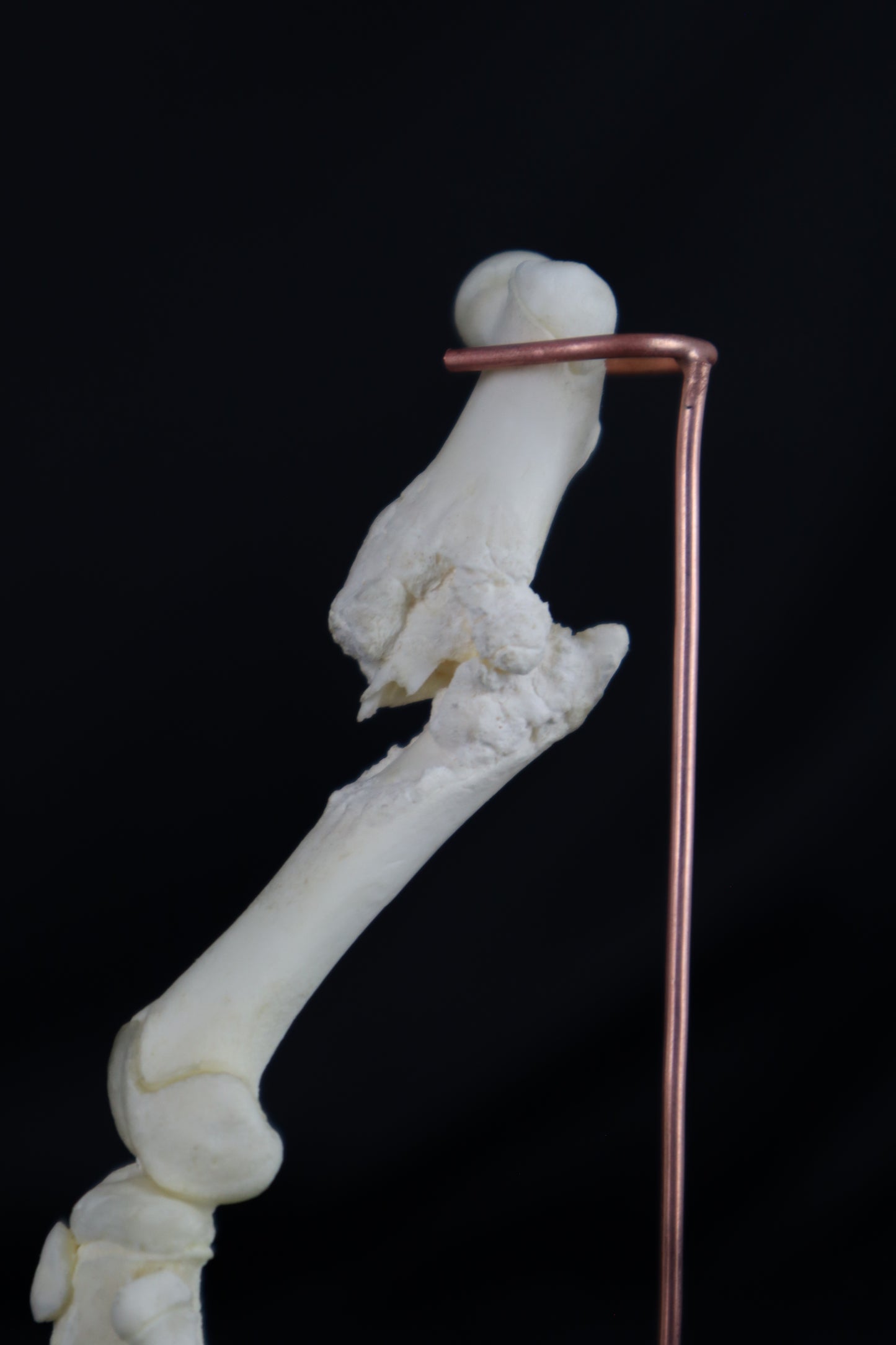Pathological Domestic Kitten Leg Articulation