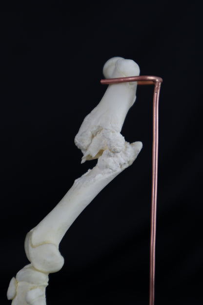 Pathological Domestic Kitten Leg Articulation