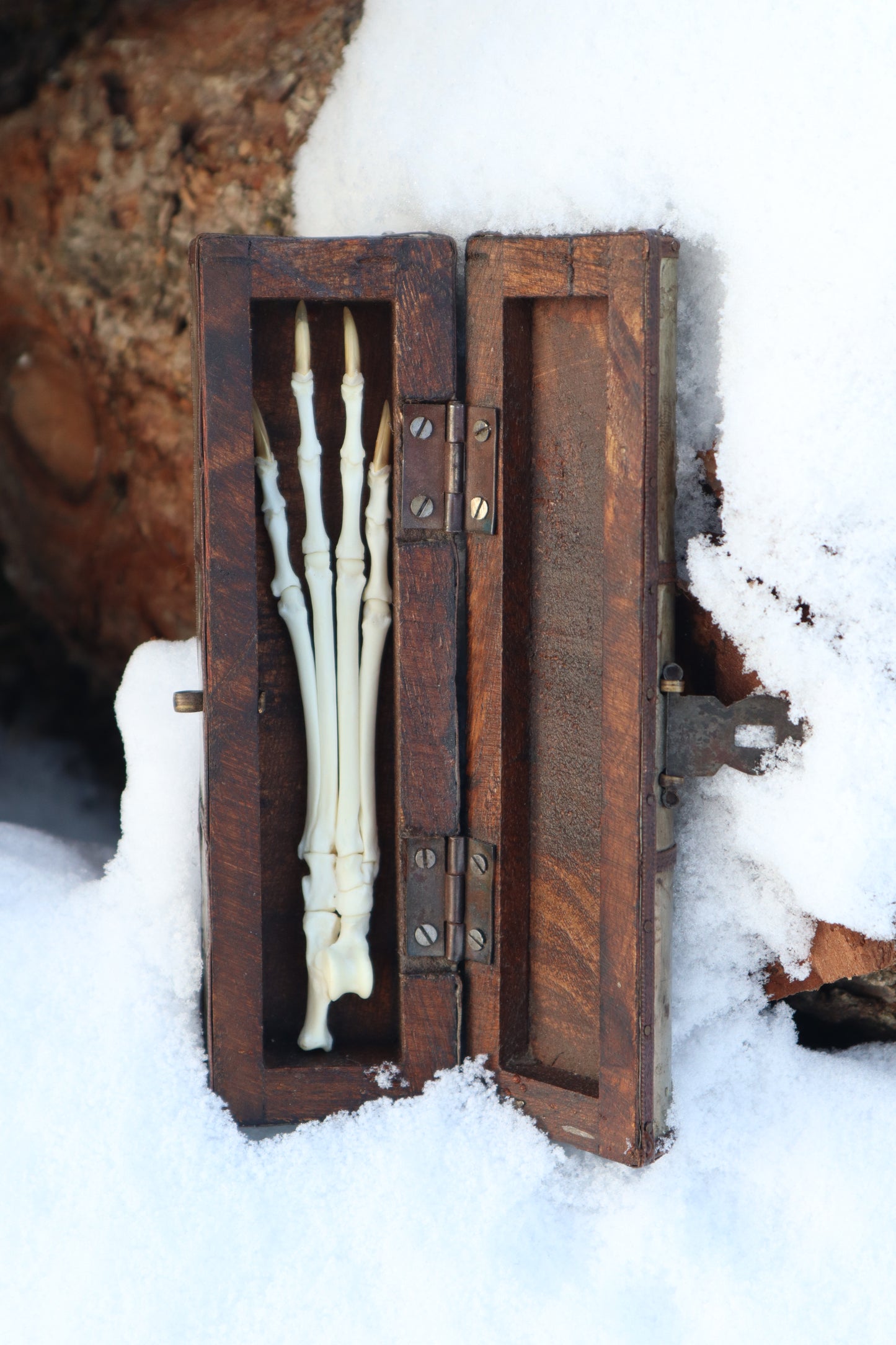 Red Fox Paw Articulation in Antique Box