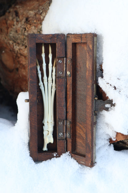 Red Fox Paw Articulation in Antique Box