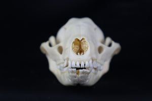 Pathological Raccoon Skull