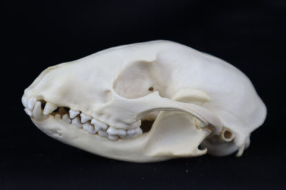 Pathological Raccoon Skull