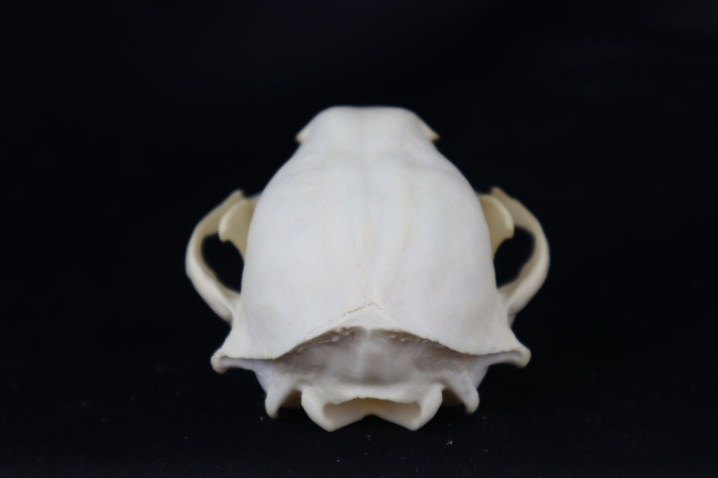 Pathological Raccoon Skull