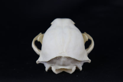 Pathological Raccoon Skull