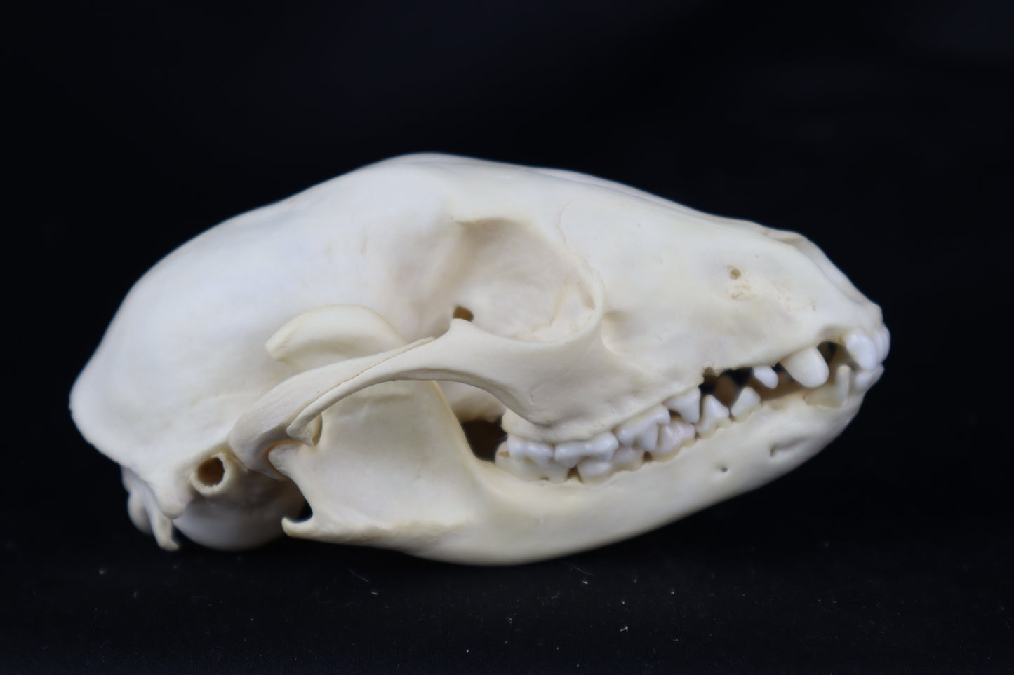 Pathological Raccoon Skull