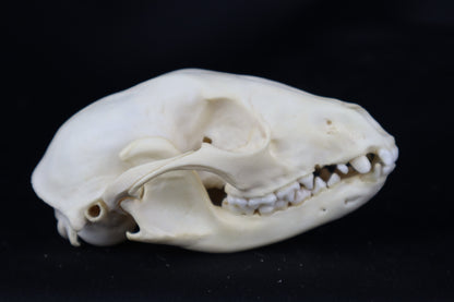 Pathological Raccoon Skull