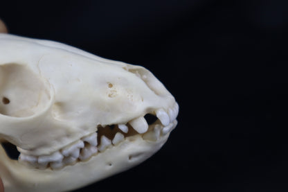 Pathological Raccoon Skull