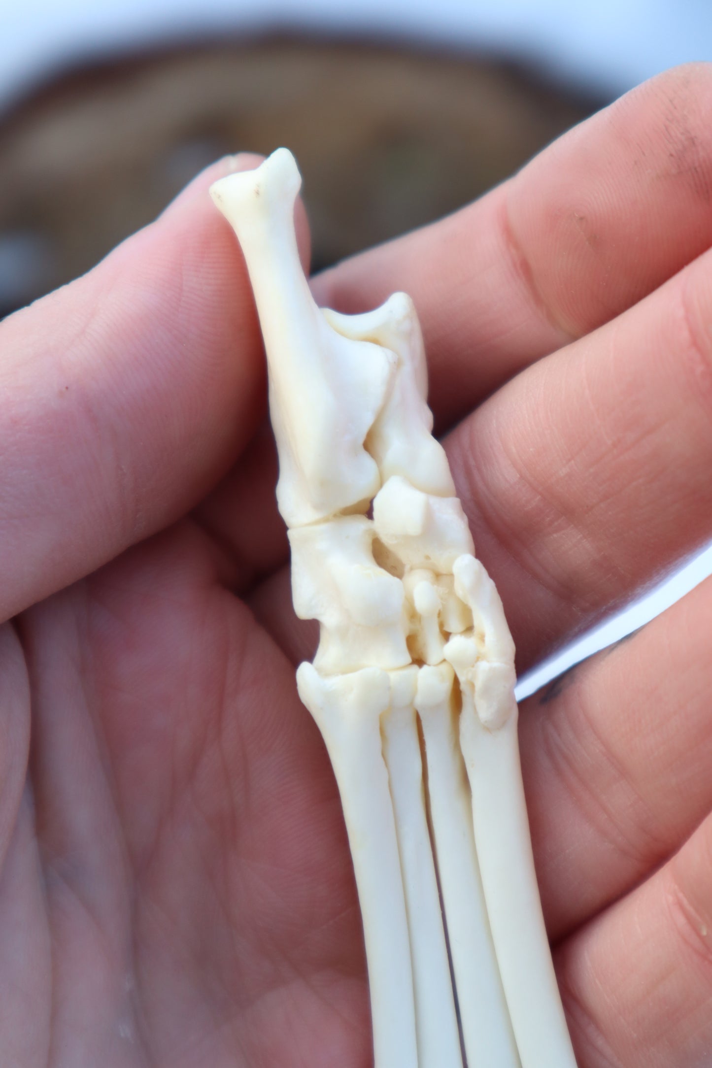 Red Fox Paw Articulation in Antique Box