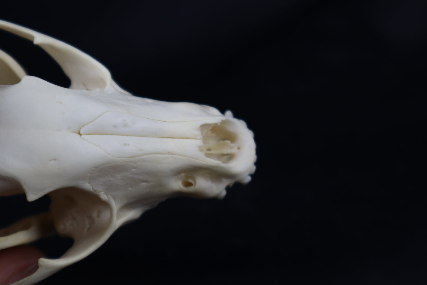 Pathological Raccoon Skull