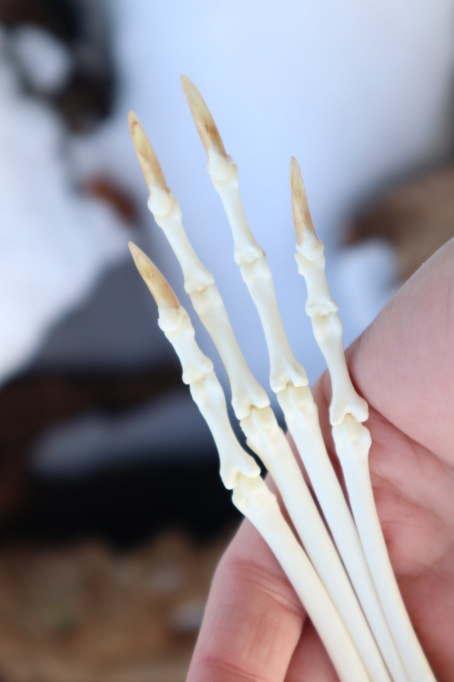 Red Fox Paw Articulation in Antique Box