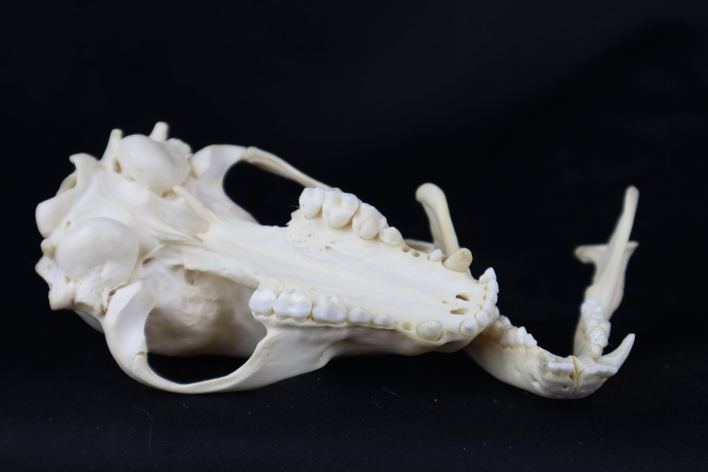 Pathological Raccoon Skull