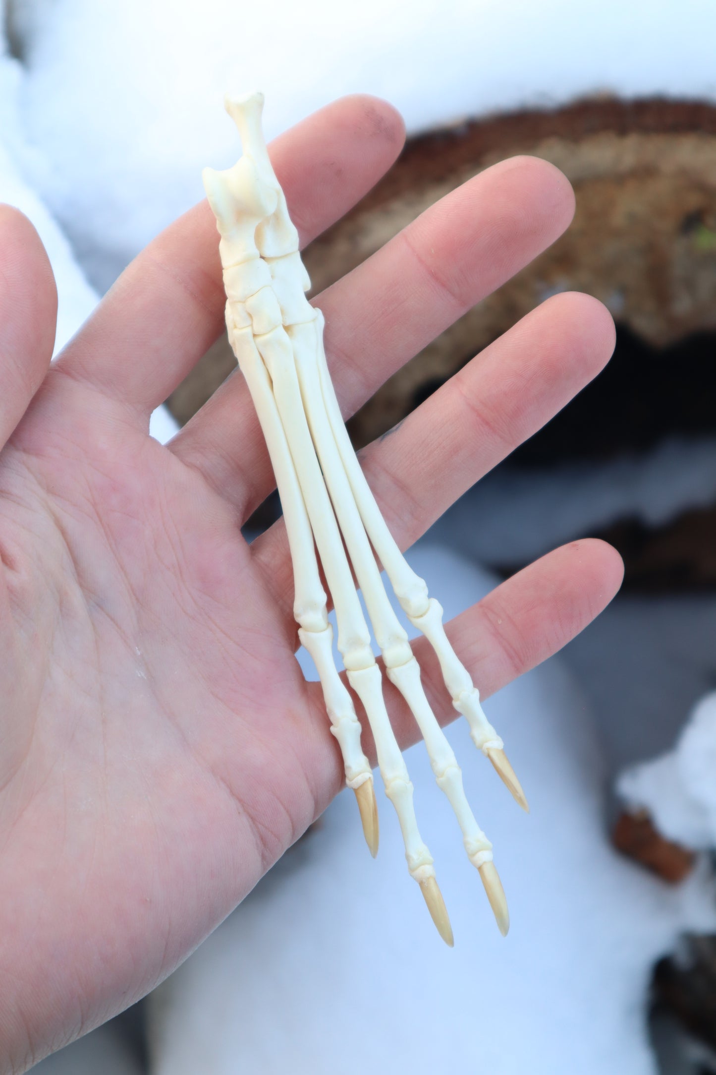 Red Fox Paw Articulation in Antique Box