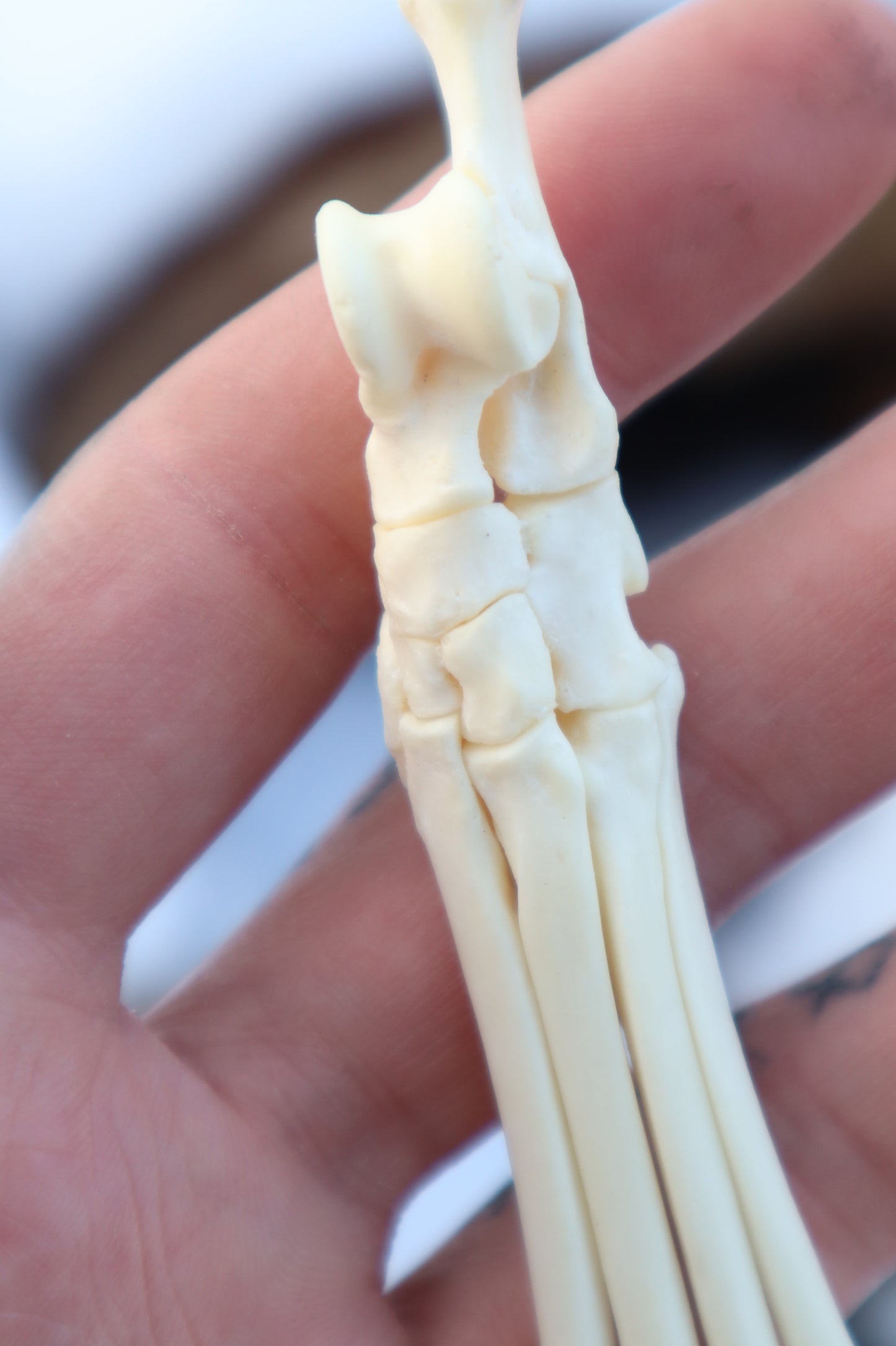 Red Fox Paw Articulation in Antique Box