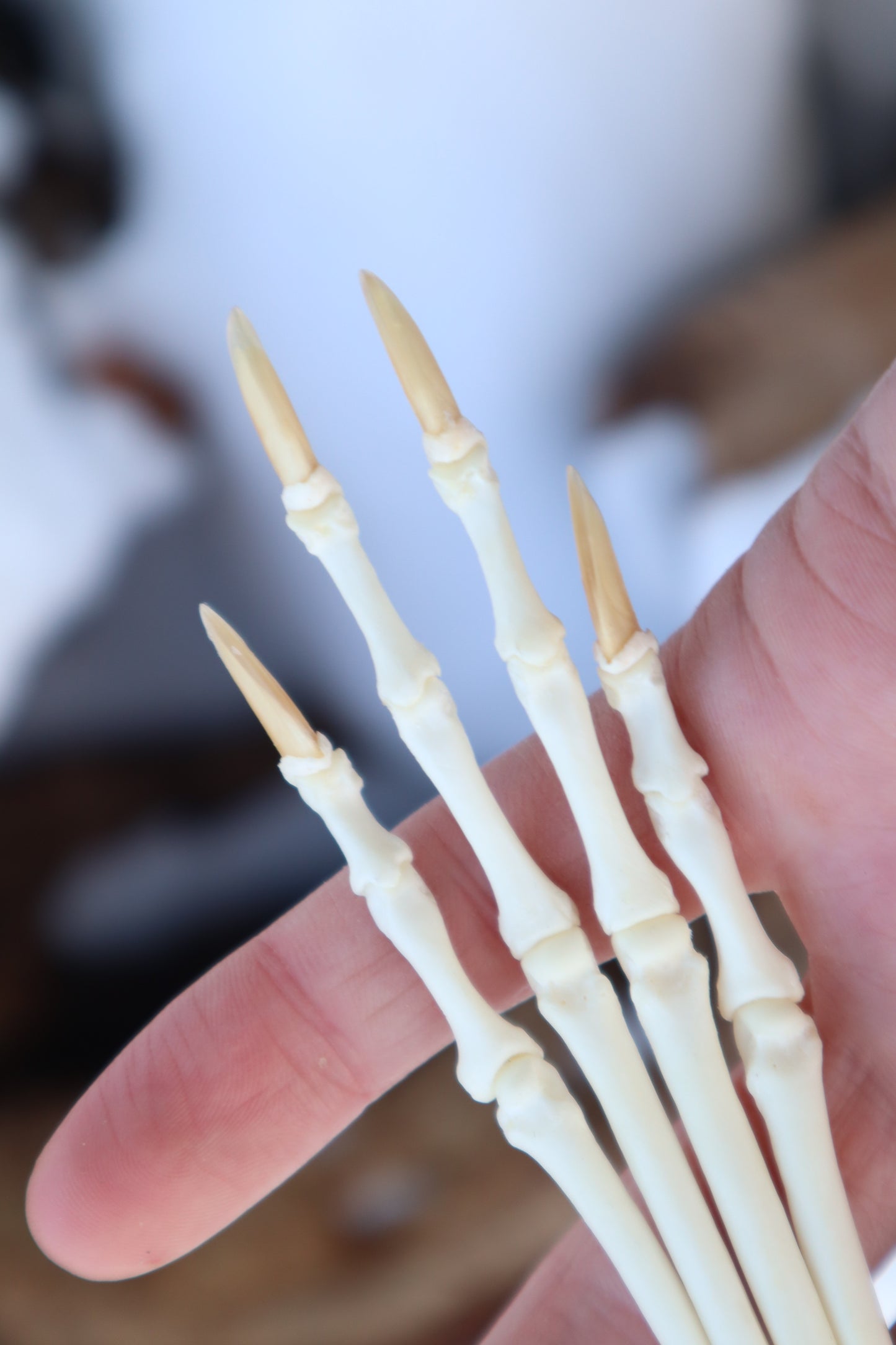 Red Fox Paw Articulation in Antique Box