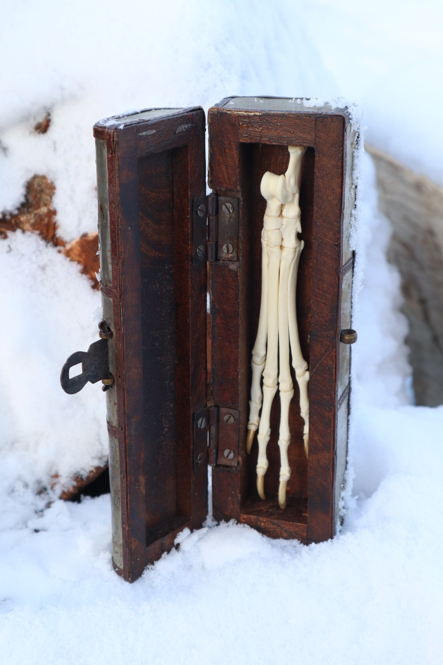 Red Fox Paw Articulation in Antique Box