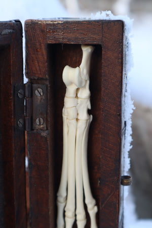 Red Fox Paw Articulation in Antique Box
