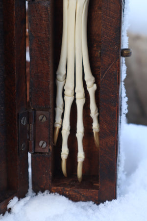 Red Fox Paw Articulation in Antique Box